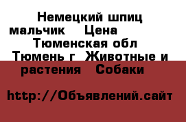 Немецкий шпиц мальчик  › Цена ­ 15 000 - Тюменская обл., Тюмень г. Животные и растения » Собаки   